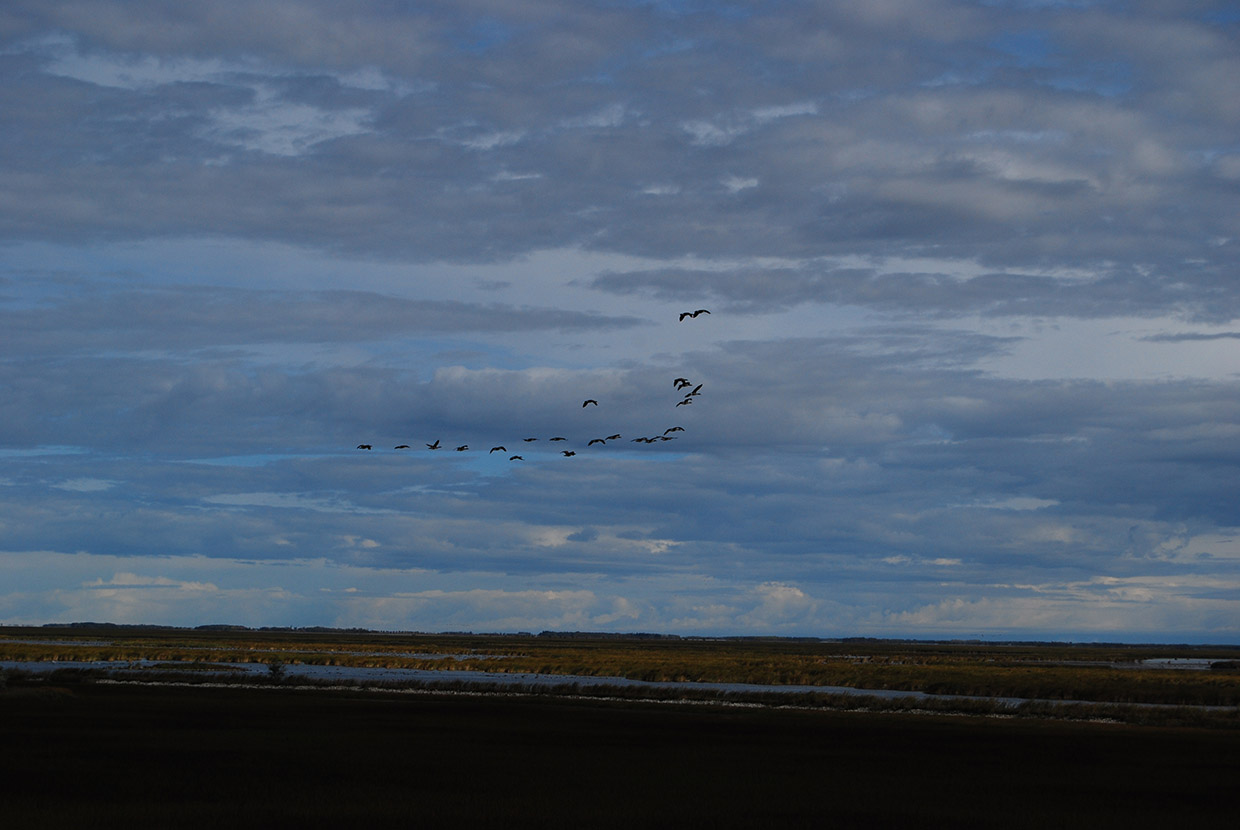 湿地帯(Oak Hammock Marsh) 2